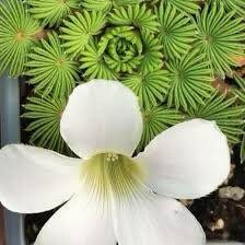 Oxalis Palmifrons Seeds ~ Palm Leaf Oxalis ~ Palm-leaf False Shamrock ~ False Shamrock ~ Easy Care ~ Succulents ~ House Plant ~ Rare ~ Neat