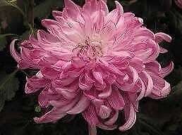 Japanese Pink Chrysanthemum Seeds ~ Cool Flowers ~ Rare ~ Heirloom ~ Beautiful