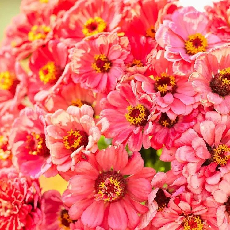 Salmon Queen Zinnia Seeds ~ Flower Seeds ~ Plants ~ Garden ~ Grow Your Own ~ Spring Flowers ~ Instead of Flowers ~ Flowers