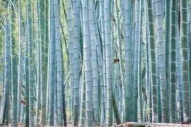 Blue Bamboo Seeds ~ Fountain ~ Privacy Climbing ~  Cyrtostachys Renda Tree ~ Gardening ~ Spring