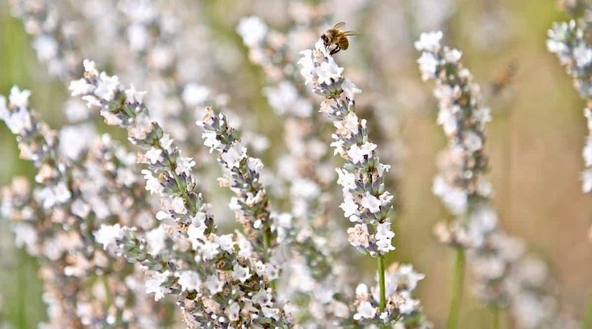 Rare White Lavender ~ Lavendula Ellagance ~ Plants ~ Garden ~ Grow Your Own ~ Spring Flowers ~ Instead of Flowers ~ Died Bouquets