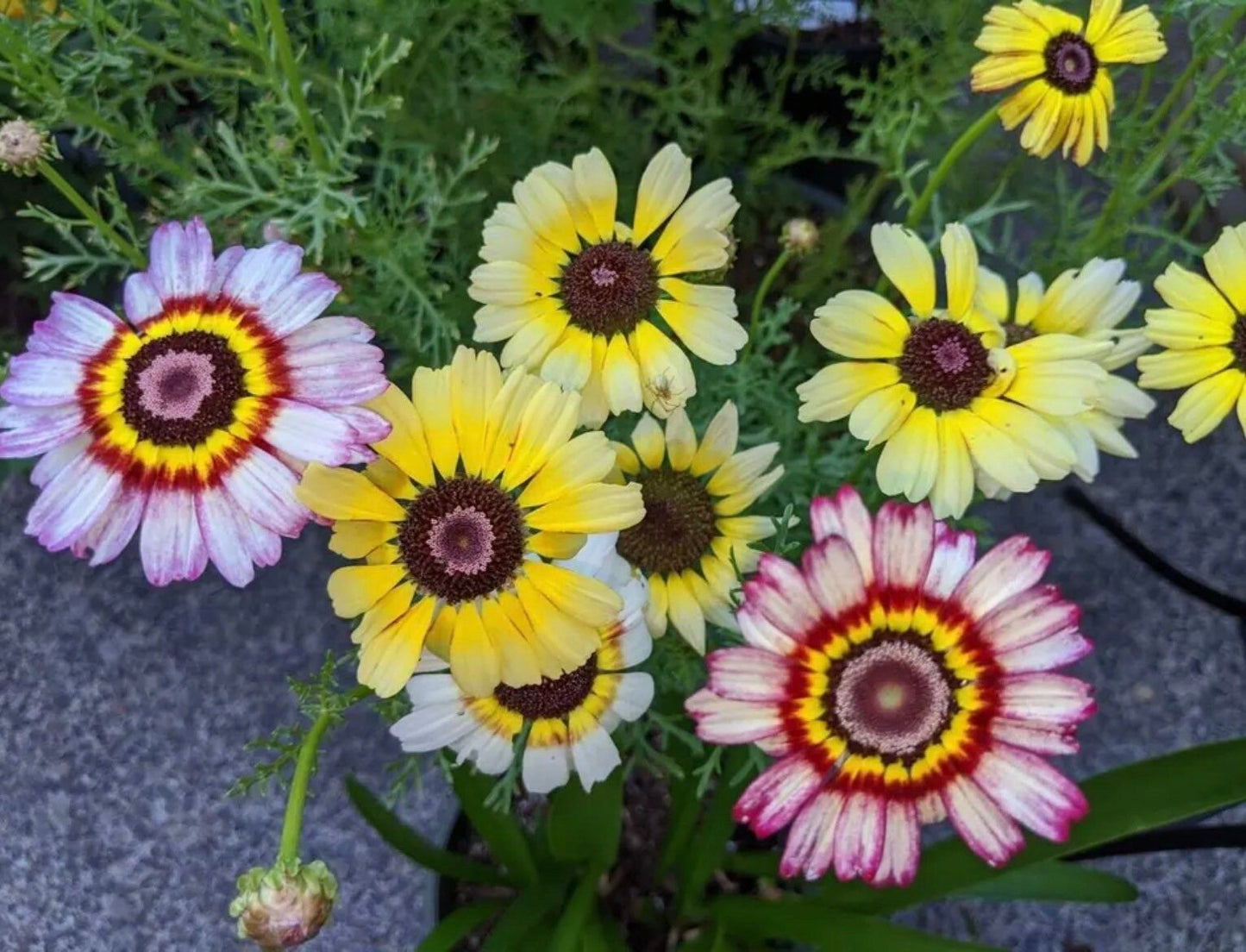 Mix Painted Daisy Seeds ~ Tanacetum Coccineum ~ Chrysanthemum Coccineum ~ Bouquets ~ Spring ~ Gardeners ~ Flowers