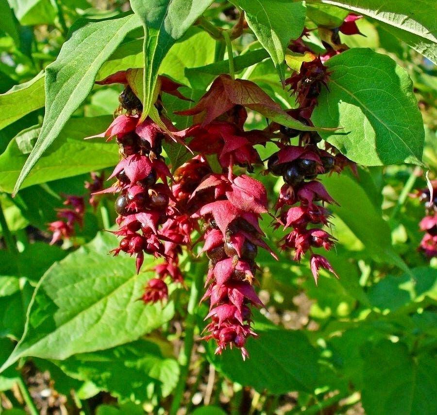 Rare Gold Leaf Himalayan Honeysuckle Seeds ~ Leycesteria Formosa ~ Plants ~ Garden ~ Grow Your Own ~ Spring Flowers ~ Unique