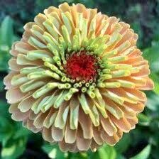 Zinnia “Queen Lime Orange” Seeds ~ Flower Seeds ~ Plants ~ Garden ~ Grow Your Own ~ Spring Flowers ~ Instead of Flowers ~ Flowers