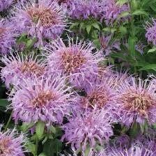 Wild Bergamot Seeds ~ Monarda Fistulosa - Bergamot ~ Unusual Flowers ~ Exotic Flower ~ Holiday ~ Garden ~ Houseplant ~ Rare ~ Pink ~