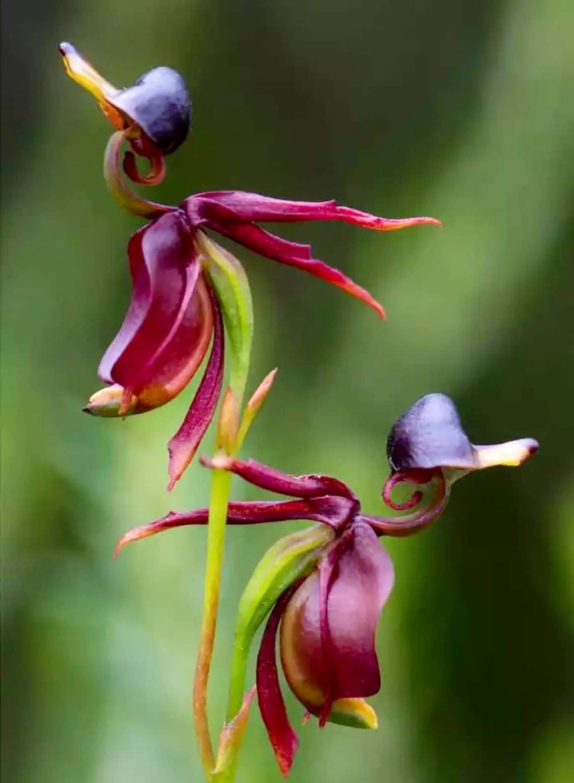 Giant Duck Orchid Seeds ~ Caleana Major ~ Exotic ~ Grow Your Own ~ Bird ~ Unique Flowers ~ Indoor Plants