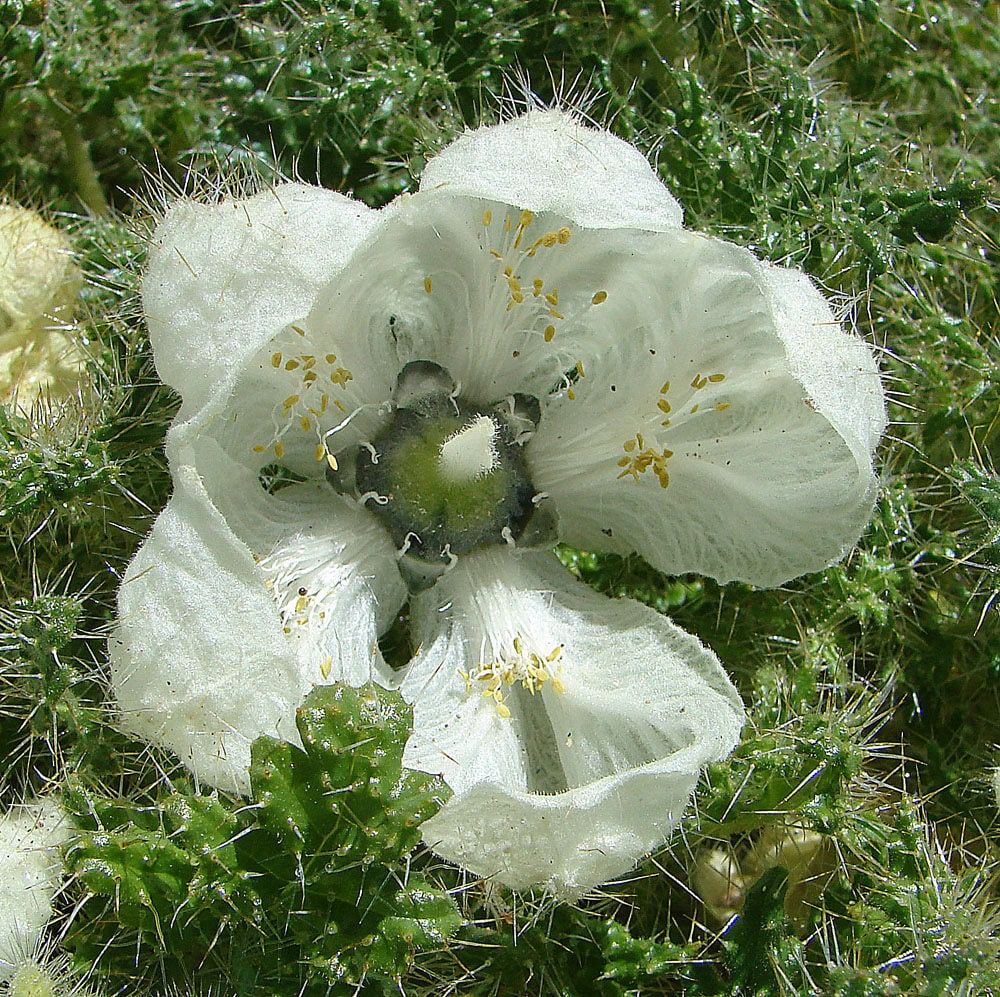 Rare Ice Cup Flower Seeds ~ Caiophora Coronata ~ Unique ~ Grow Your Own ~ Spring Flowers