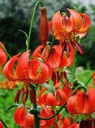 Michigan Lily Seeds ~ Lilium Michiganense ~ Turk’s Cap Lily ~ Unique Seeds