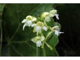 Platanthera Clavellata Seeds ~ Little Club-Spur Bog-Orchid ~ Orchids ~ Usual Flowers ~ Exotic Flower