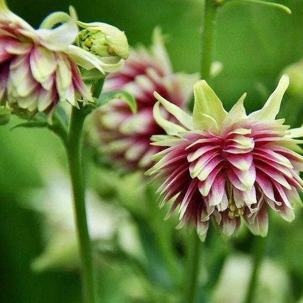 Double Dark Purple and Light Pink Columbine Seeds ~ Flower ~ Perennial Flowers ~ Blooms ~ Grow Your Own ~ Spring Flowers ~ Spring