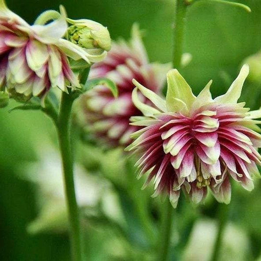 Double Dark Purple and Light Pink Columbine Seeds ~ Flower ~ Perennial Flowers ~ Blooms ~ Grow Your Own ~ Spring Flowers ~ Spring