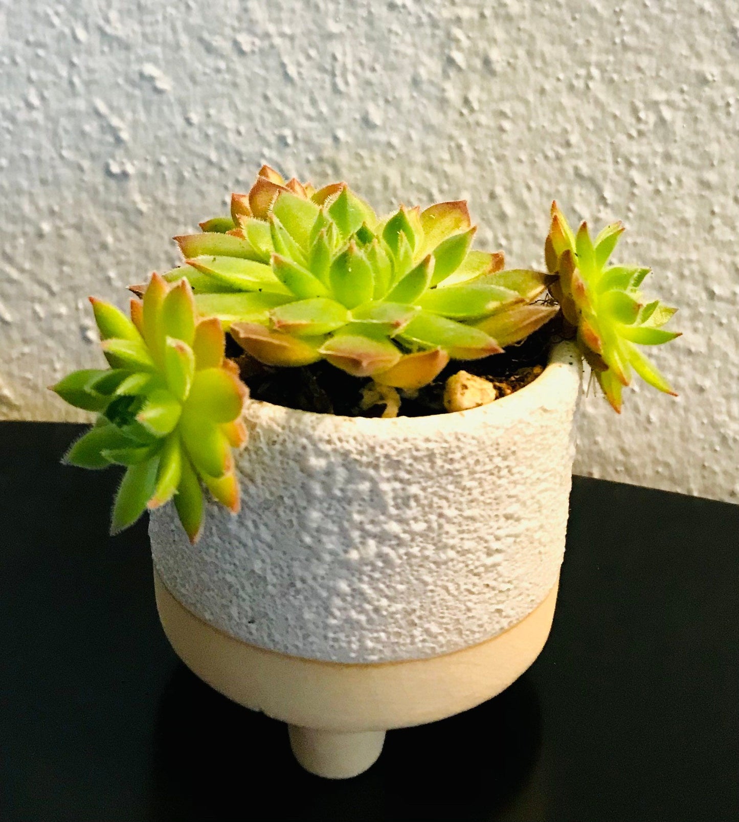 Sempervivum Tectorum ~ Succulent ~ Hens and Chicks