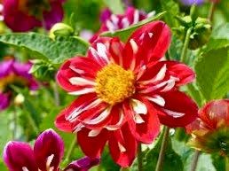 Dandy Mix Dahlia Seeds ~ Plants ~ Garden ~ Grow Your Own ~ Spring Flowers ~ Instead of Flowers ~ Flowers