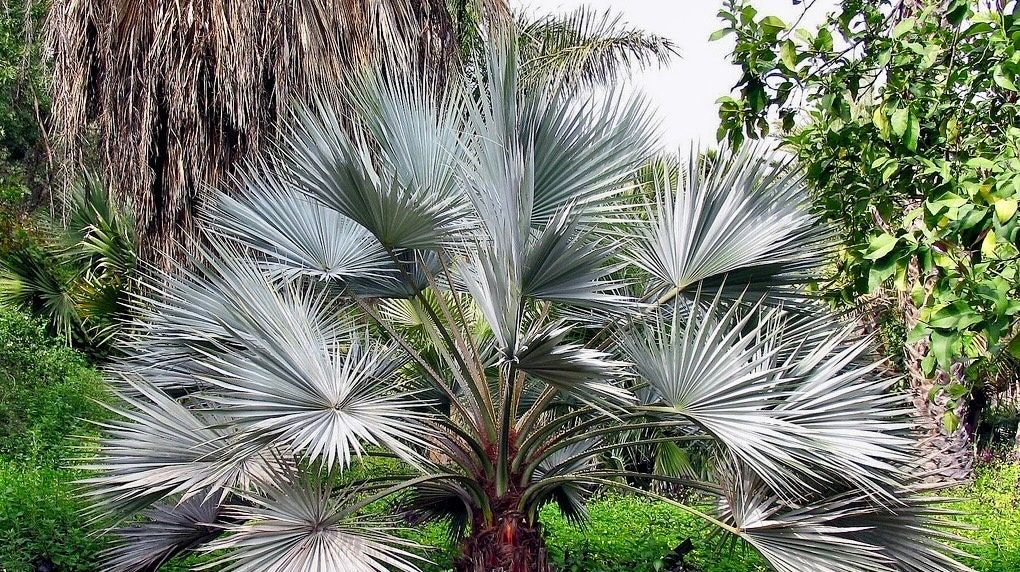 Mexican Blue Hesper Palm Tree Seeds ~ Brahea Armata ~ Mexican Blue Palm Tree ~ Grey Goddess Tropical ~ Exotic ~ Palm ~ Blue ~ Garden ~ Plams