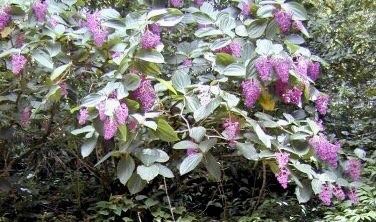 Magenta and Pink Medinilla Cummingii Seeds ~ Chandelier Tree ~ Snowy Medinilla ~ Malaysian Orchid