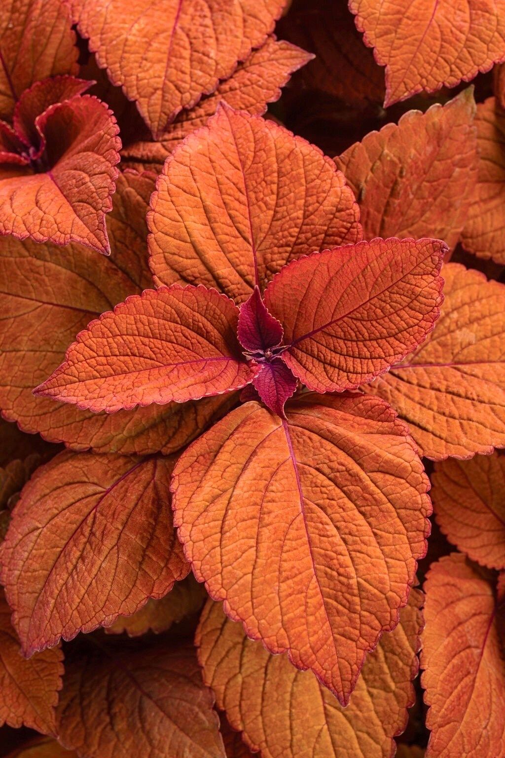 Black Dragon Coleus Seeds ~ Plants ~ Garden ~ Grow Your Own ~ Spring Flowers ~ Instead of Flowers ~ Flowers