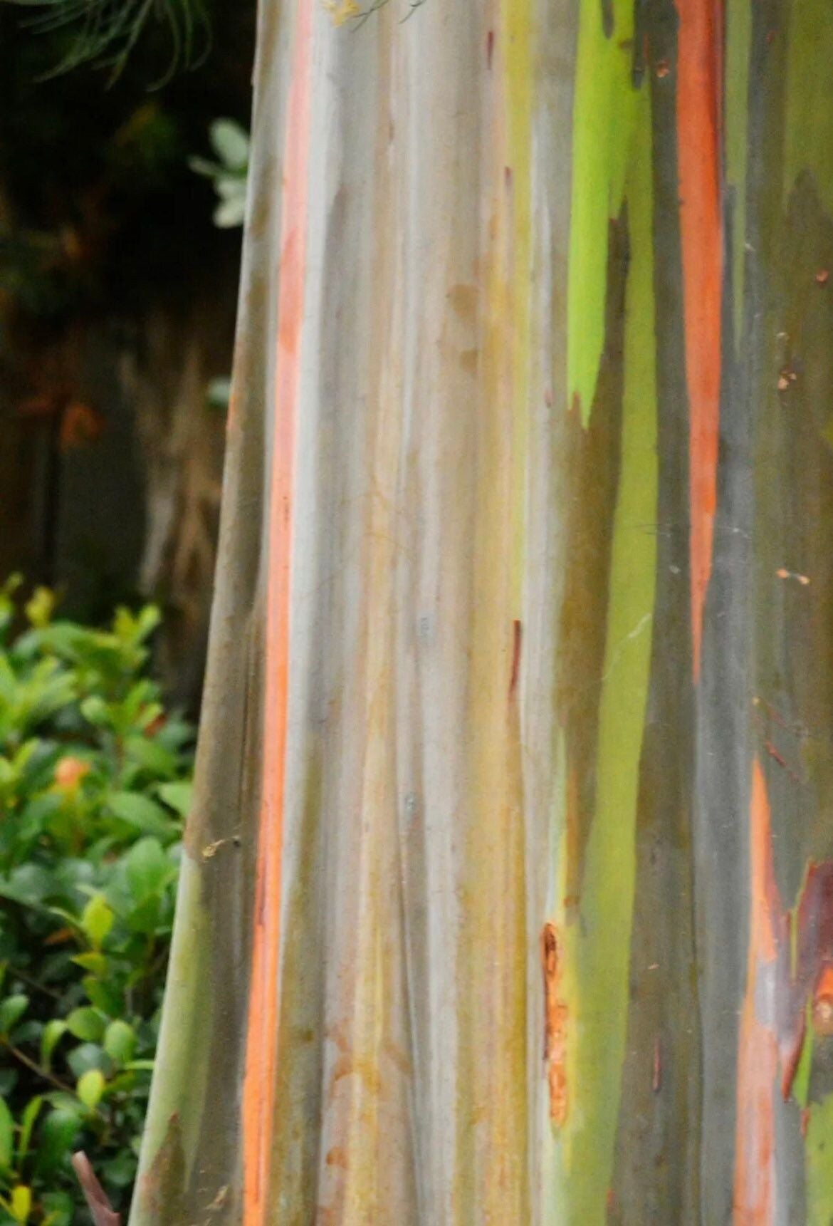 Rainbow Eucalyptus Seeds ~ E. Deglupta ~ Gum Tree Seeds