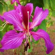 Geranium Orchid Tree Seeds ~ Bauhinia Purpurea ~ Usual Flowers ~ Exotic Flower