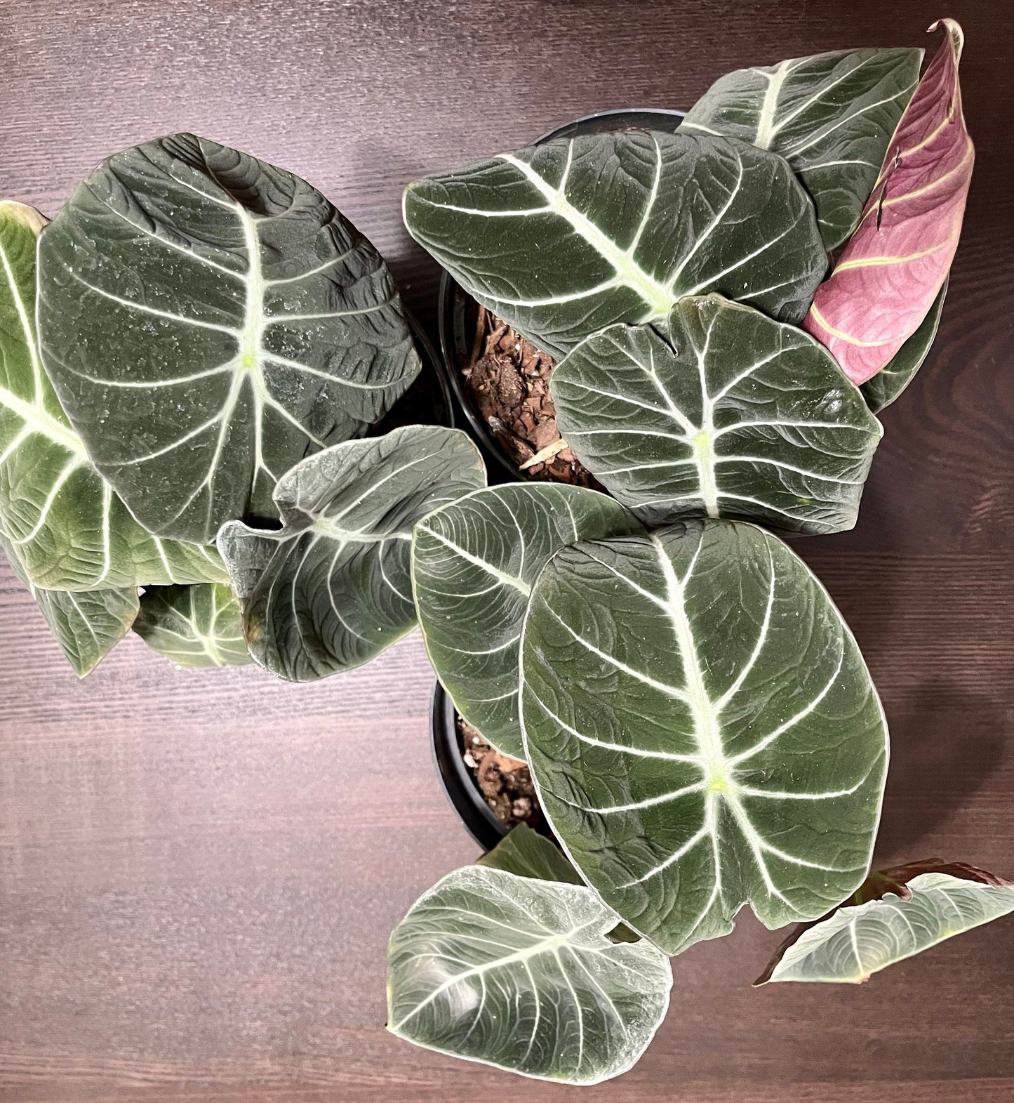 Black Velvet Elephant Ear ~ Giant Taro ~ Alocasia Reginula ~ Alocasia Black Velvet ~ Little Queen Alocasia Indoor Plants ~ Live House Plant