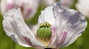 Papaver Somniferum ‘Maanzaad’ Seeds ~ Rare ~ Rare Plants ~ Grow Your Own ~ Spring Flowers