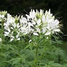 Giant White Queen Cleome Seeds