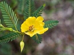 BIG Sensitive Partridge Pea Grow Starter Kit~ Sleepingplant ~ Beach Sensitive Pea ~ Sensitive Plant ~ Sensitive Fern