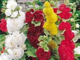 Summer Carnival Hollyhock Seeds ~ Flower ~ Seeds ~ Gifts ~ Grow Your Own ~ Spring Flowers ~ Instead of Flowers