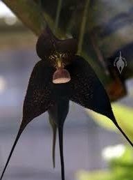 Black Dracula Orchid Starter Grow Kit ~ Stocking Stuffers ~ Fun Projects