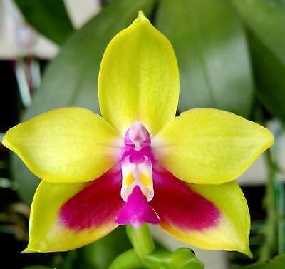 Phalaenopsis K S Happy Eagle Orchid Seeds ~ Bird Lovers ~ Usual Flowers ~ Exotic