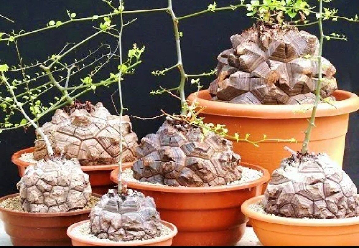 Rare Dioscorea Elephantipes Seeds ~ Elephant's Foot ~ Elephant’s Foot Vine ~ Hottentot Bread ~ Exotic ~ Cool Plants ~ Easy Care