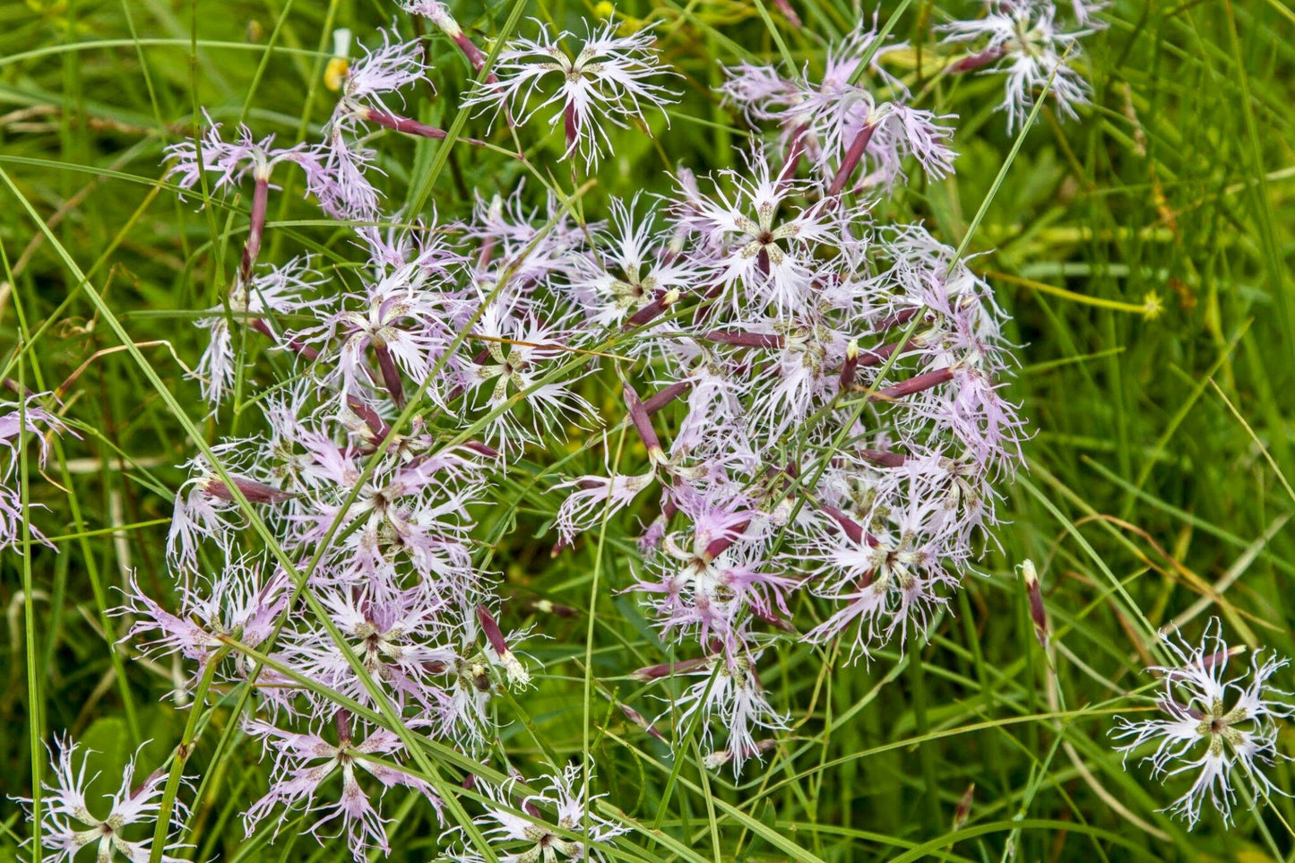 Dianthus Superbus Seeds ~ Fringed Pink ~ Grow Your Own ~ Pretty Flowers ~ Cool Flowers ~ Pink ~ Flowers ~ Flowering ~ Garden ~ Fringe