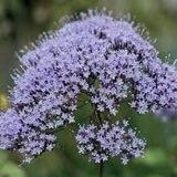 Trachelium Caeruleum Seeds ~ Blue Throatwort ~ Plant Your Own ~ Gardening ~ Yard ~ Flowers