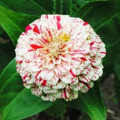 Zinnia “Peppermint Stick” Seeds ~ Holiday ~ Plants ~ Garden ~ Grow Your Own ~