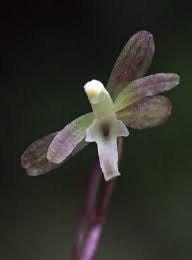 Crane-Fly Orchid Seeds ~ Tipularia Discolor ~ The Crippled Cranefly ~ Orchids ~ Usual Flowers ~ Exotic Flower