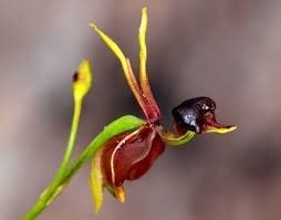 Giant Duck Orchid Seeds ~ Caleana Major ~ Exotic ~ Grow Your Own ~ Bird ~ Unique Flowers ~ Indoor Plants