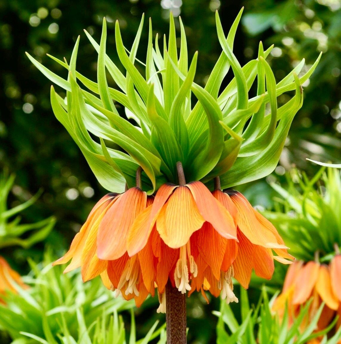 Red Crown Imperialis Seeds ~ Fritillaria Rubra ~ Exotic ~ Unique ~ Fun ~ Bees ~ Butterflies ~ Beautiful Flowers ~ Dr Seus