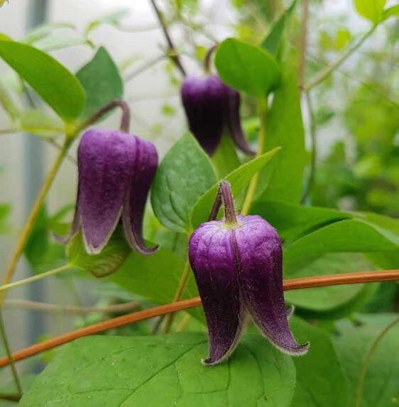 Clematis Fusca Seeds ~ Plants ~ Garden ~ Grow Your Own ~ Spring Flowers ~ Instead of Flowers