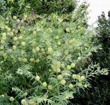 Hairy Balls Seeds ~ Jewels OG ~ Gomphocarpus Physocarpa ~ Balloon Plant ~ Milkweed Plants ~ Garden ~ Grow Your Own ~ Spring Flowers