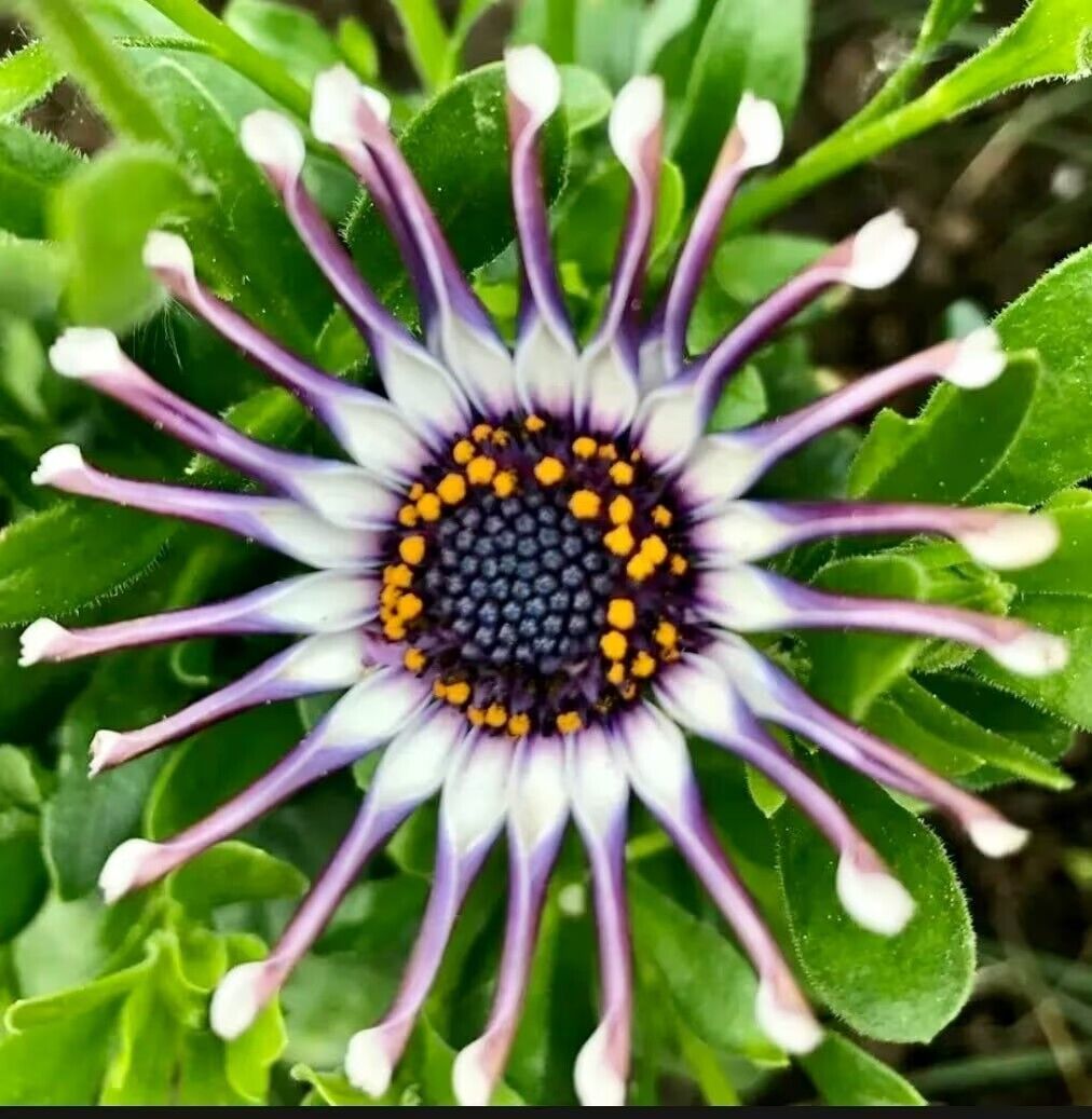 Osteospermum Mix Seeds ~ Spider ~ Daisy ~ Cool Flowers ~ Grow Your Own ~ Rare