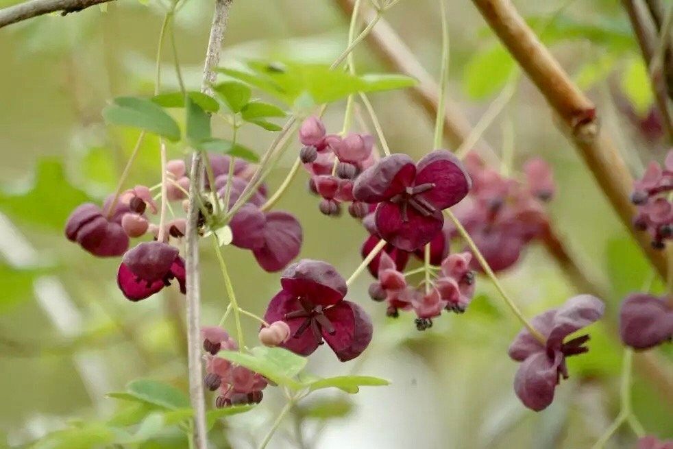 Chocolate Vine Seeds ~ Akebia Quinata ~ Five-leaf Chocolate Vine ~ Five-leaf Akebia