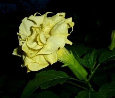 Double Datura Golden Queen Seeds ~ Devil’s Trumpet ~ Datura Metel ~Datura Golden Queen ~ Chlorantha ~ Moonflower