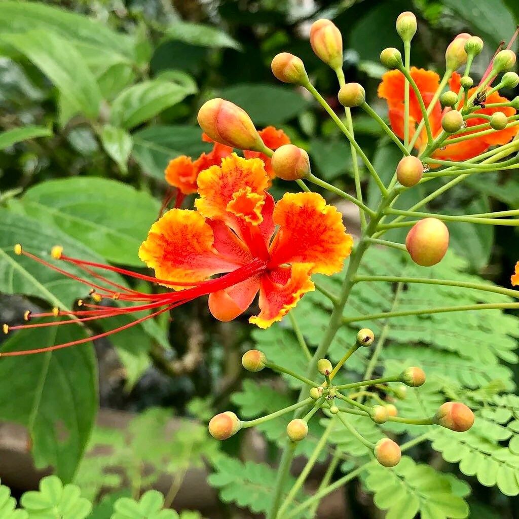 Caesalpinia Pulcherrima Seeds ~ Poinciana ~ Peacock Flower ~ Pride of Barbados ~ Exotic ~ Flowers ~ Garden ~ Plant ~ Flowers ~ Seeds