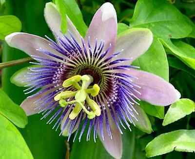 Variety of Passiflora Seeds ~ Passionflower ~ Maypop ~ Passion Fruit Flower ~