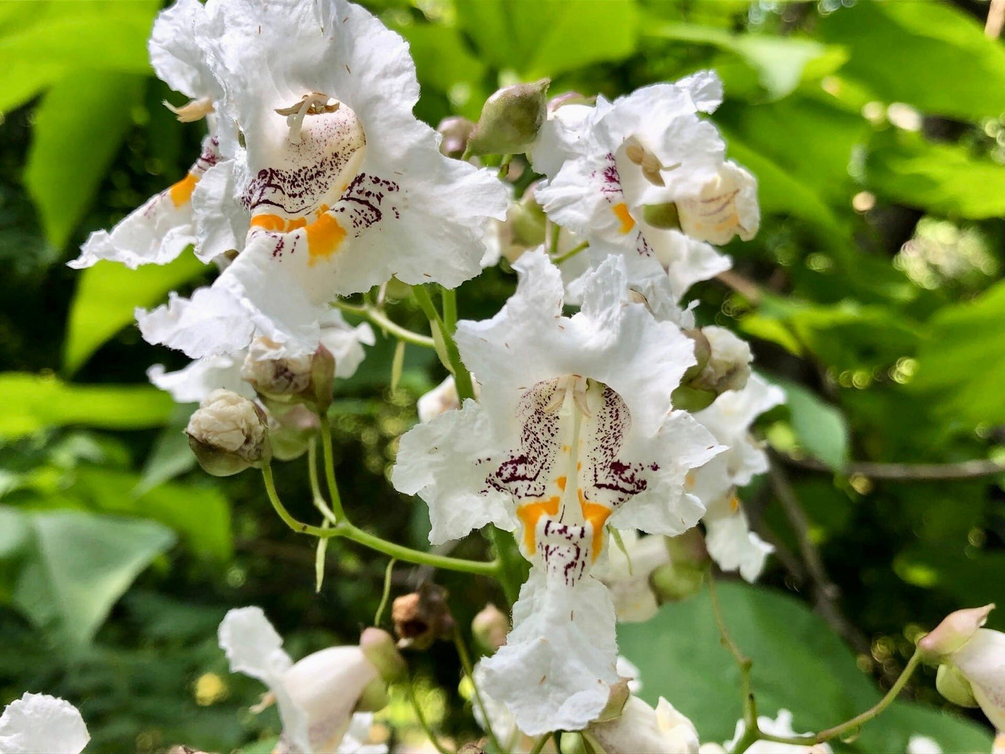 Showy Catalpa Tree Seeds ~ Catawba Catalpa Speciosa ~ Flowers ~ Home Garden ~ Exotic Flower ~ Rare