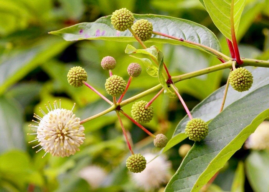 White Buttonbush Seeds ~ Cephalanthus Occidentalisique ~ Dried Flowers ~ Bouquets ~ Pollinaters ~ Butterflies