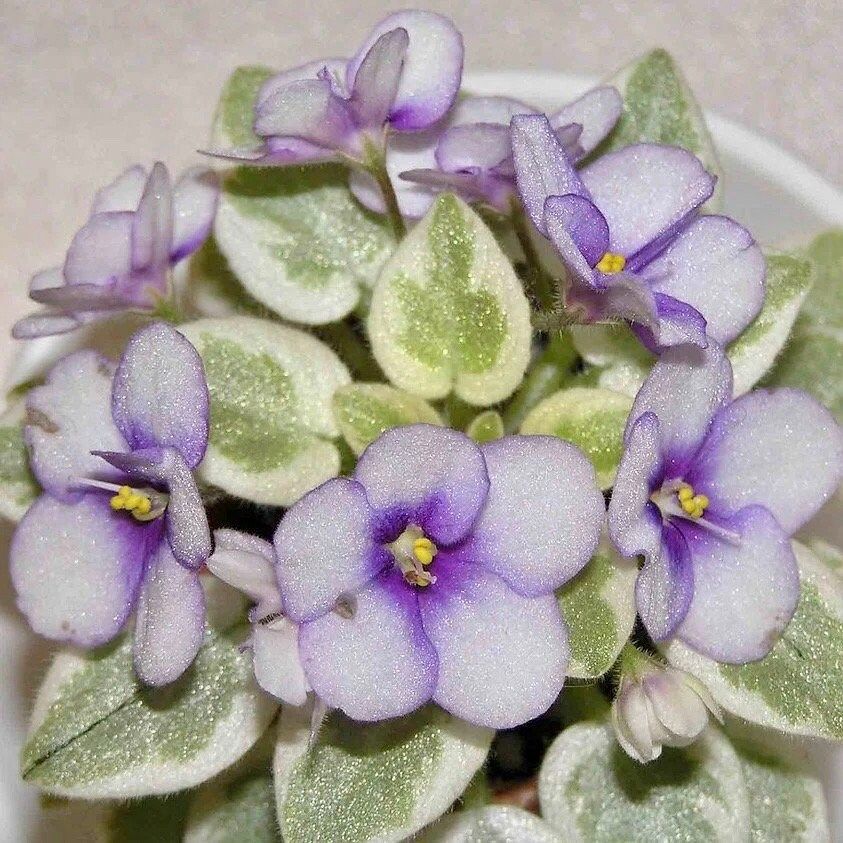 indoor violet plant Mixed Miniature Variegated African Violet Seeds ~ Indoor Plant ~ House – Your Plant Bitch