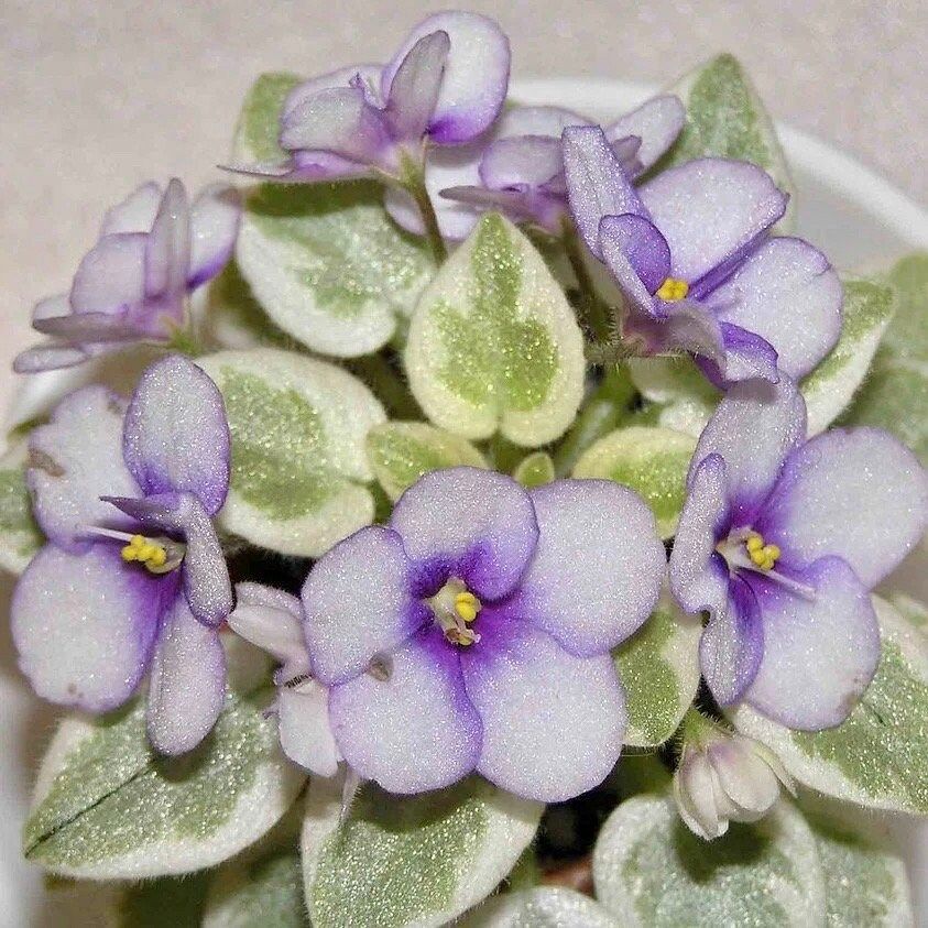 Mixed Miniature Variegated African Violet Seeds ~ Indoor Plant ~ House Plants ~ Christmas Presents ~ Holiday Gifts ~ Stocking Stuffers