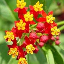 Bloodflower Seeds ~ Asclepias Curassavica ~ Milkweed ~ Seeds ~ Butterflies ~ Gifts ~ Grow Your Own ~ Spring Flowers ~ Instead of Flowers