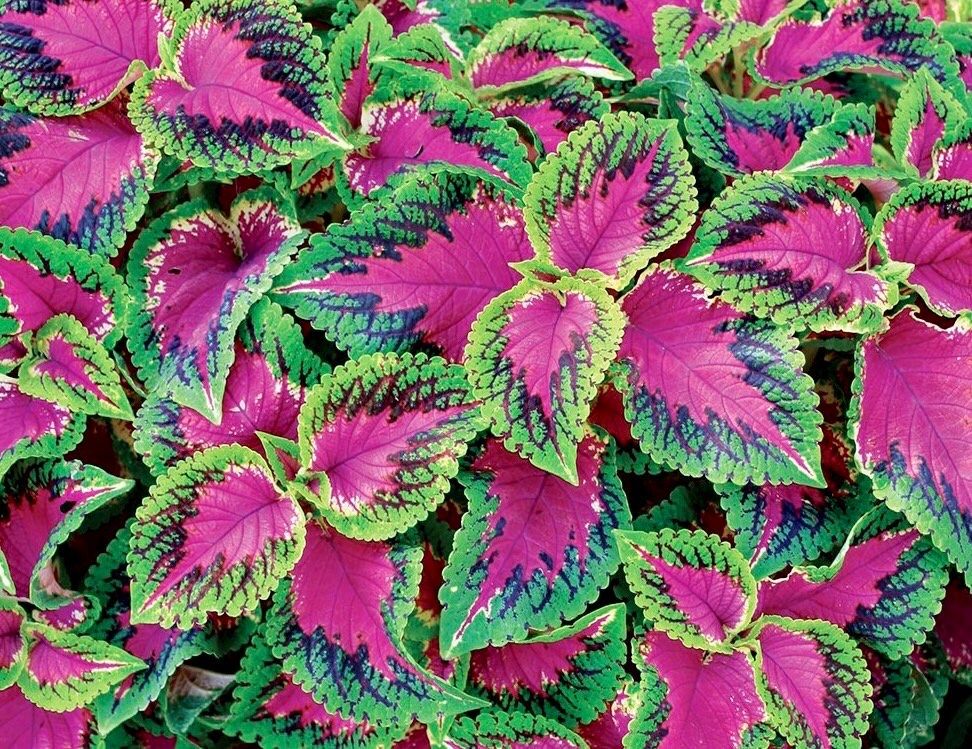 Jade Wizard Coleus Seeds ~ Coleus Blumei ~ Low Maintenance Plants ~ Garden ~ Grow Your Own ~ Spring Flowers ~ Instead of Flowers ~ Flowers