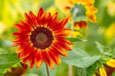 Evening Sun Sunflower Seeds ~ Pretty Flowers ~ Garden ~ Fall ~ Heirloom Seeds ~